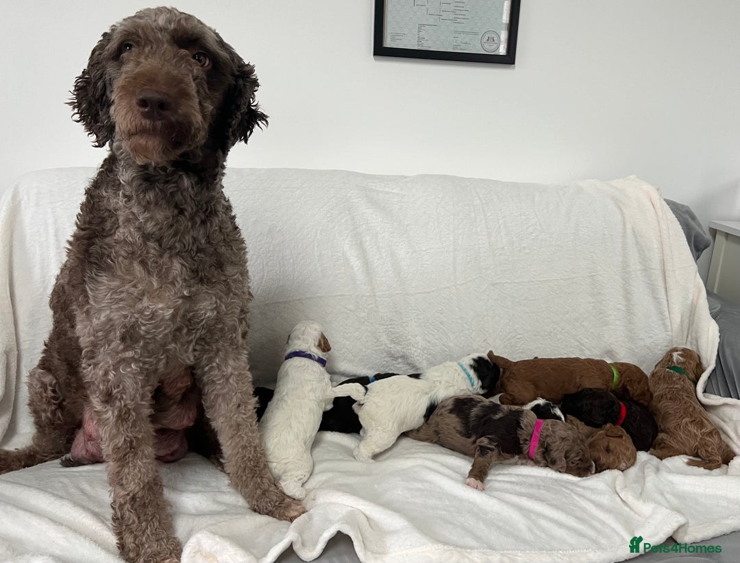 Goldendoodle dogs for sale: Beautiful litter of Goldendoodles  - Image 1