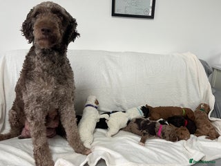 Goldendoodle dogs - Advert 2