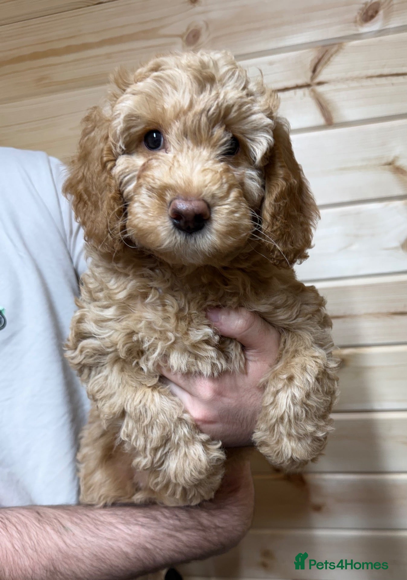 Labradoodle dogs LAST 2 GIRLS LEFT F1BB Labradoodle Puppies - Advert 2