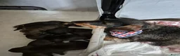 Miniature Dachshund dogs for sale: RKC mini wirehaired dachsund puppies  - Advert 3