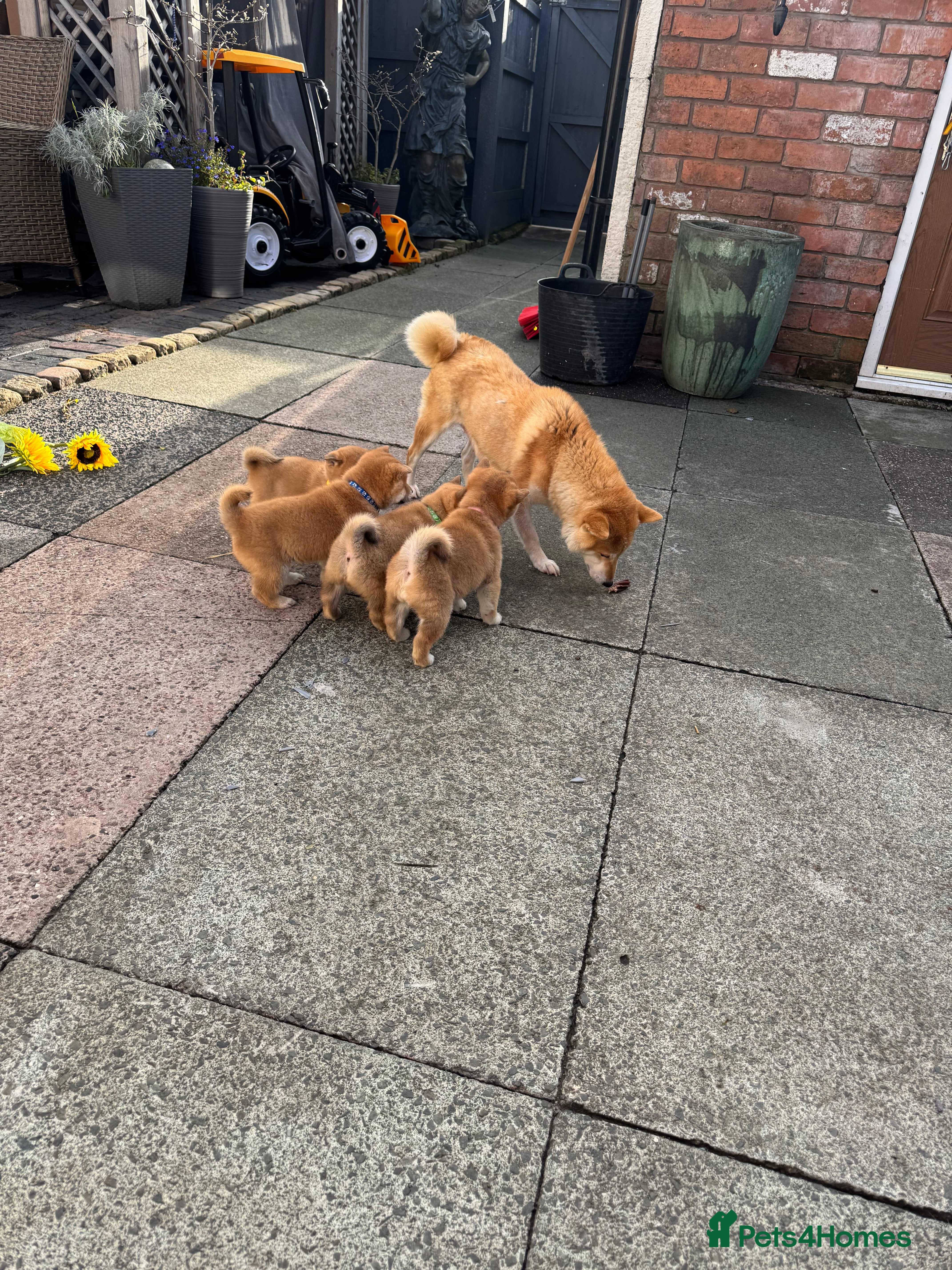 Japanese Shiba Inu dogs Kc registered Shiba Inu puppies  - Advert 1