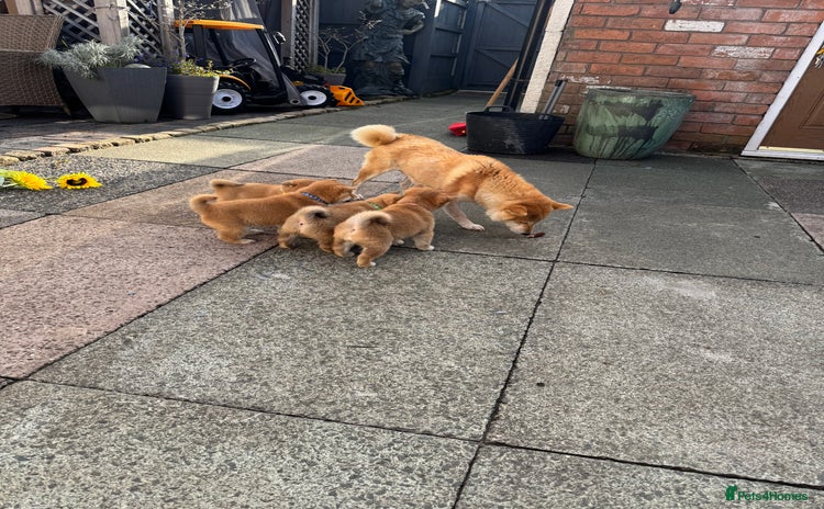 Japanese Shiba Inu dogs Kc registered Shiba Inu puppies  - Advert 11