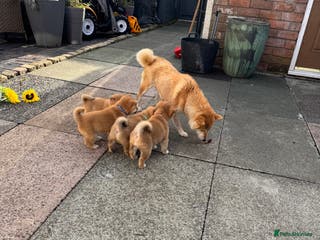 Japanese Shiba Inu dogs Kc registered Shiba Inu puppies - Advert 1