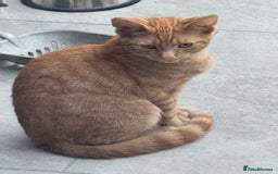 Mixed Breed cats for sale: Kitten Looking for a Loving Home 🐾 - Image 3