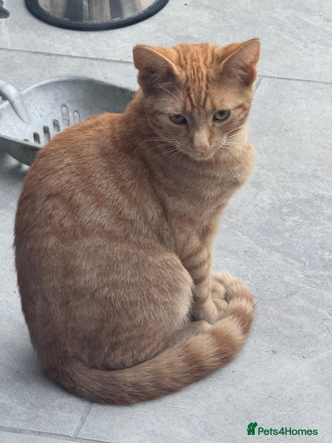 Mixed Breed cats for sale: Kitten Looking for a Loving Home 🐾 - Image 3