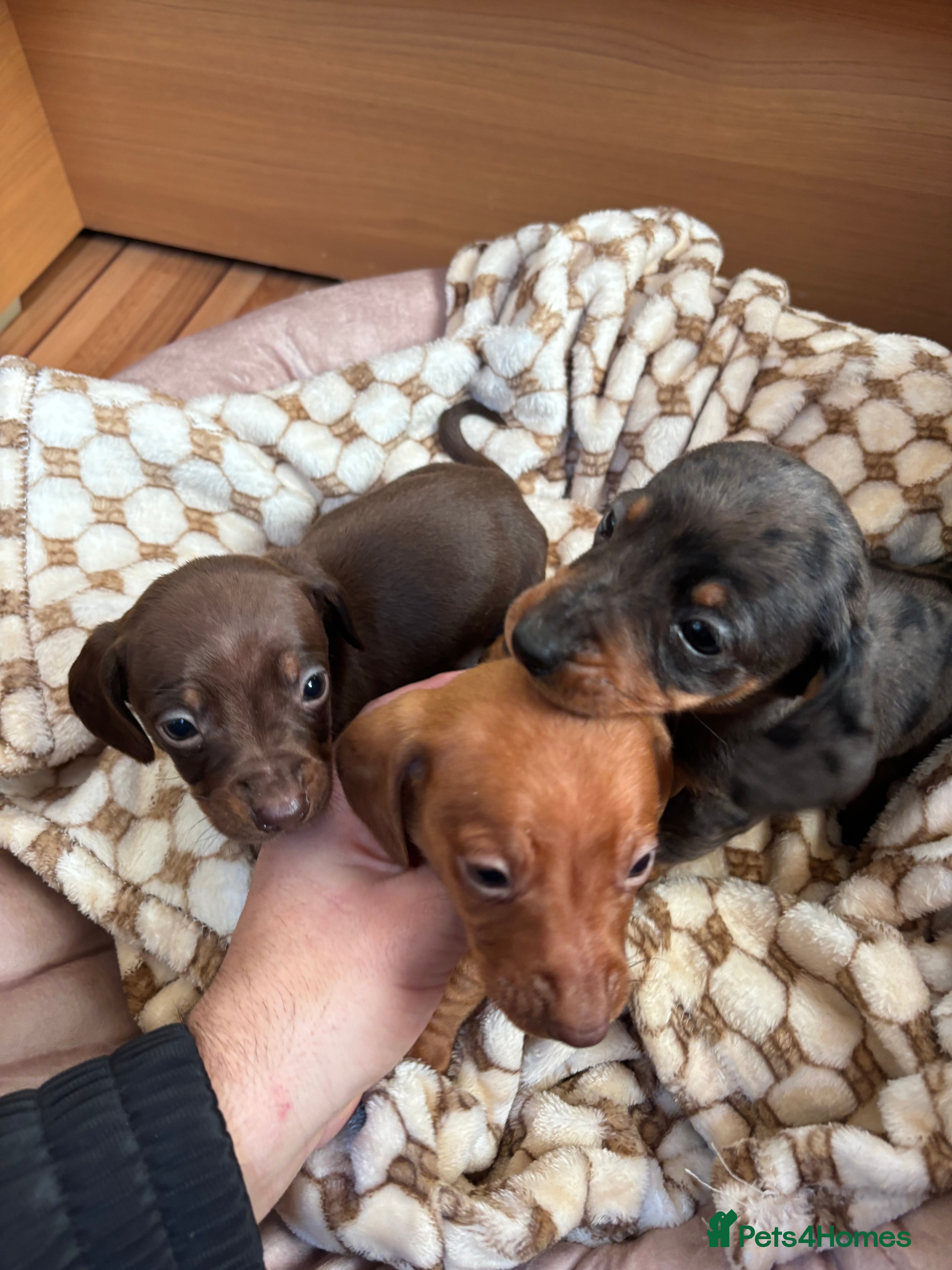 Dachshund dogs Dachshund puppies  - Advert 17
