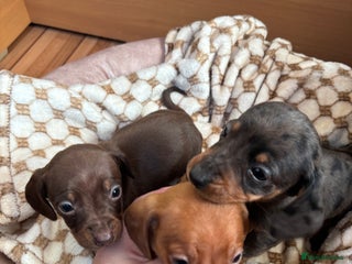 Dachshund dogs Dachshund puppies - Advert 5