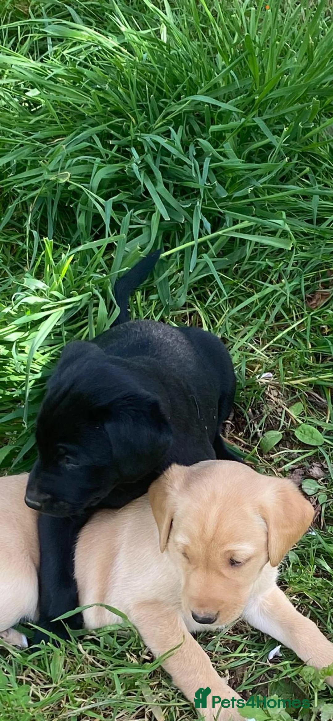 Labrador Retriever dogs for sale: Quality labrador Puppies, Veterinary recommended. - Advert 1