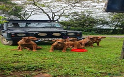 Rhodesian Ridgeback dogs for sale: EXCEPTIONAL OPPORTUNITY TO PURCHASE SHOW QUALITY  - Image 11