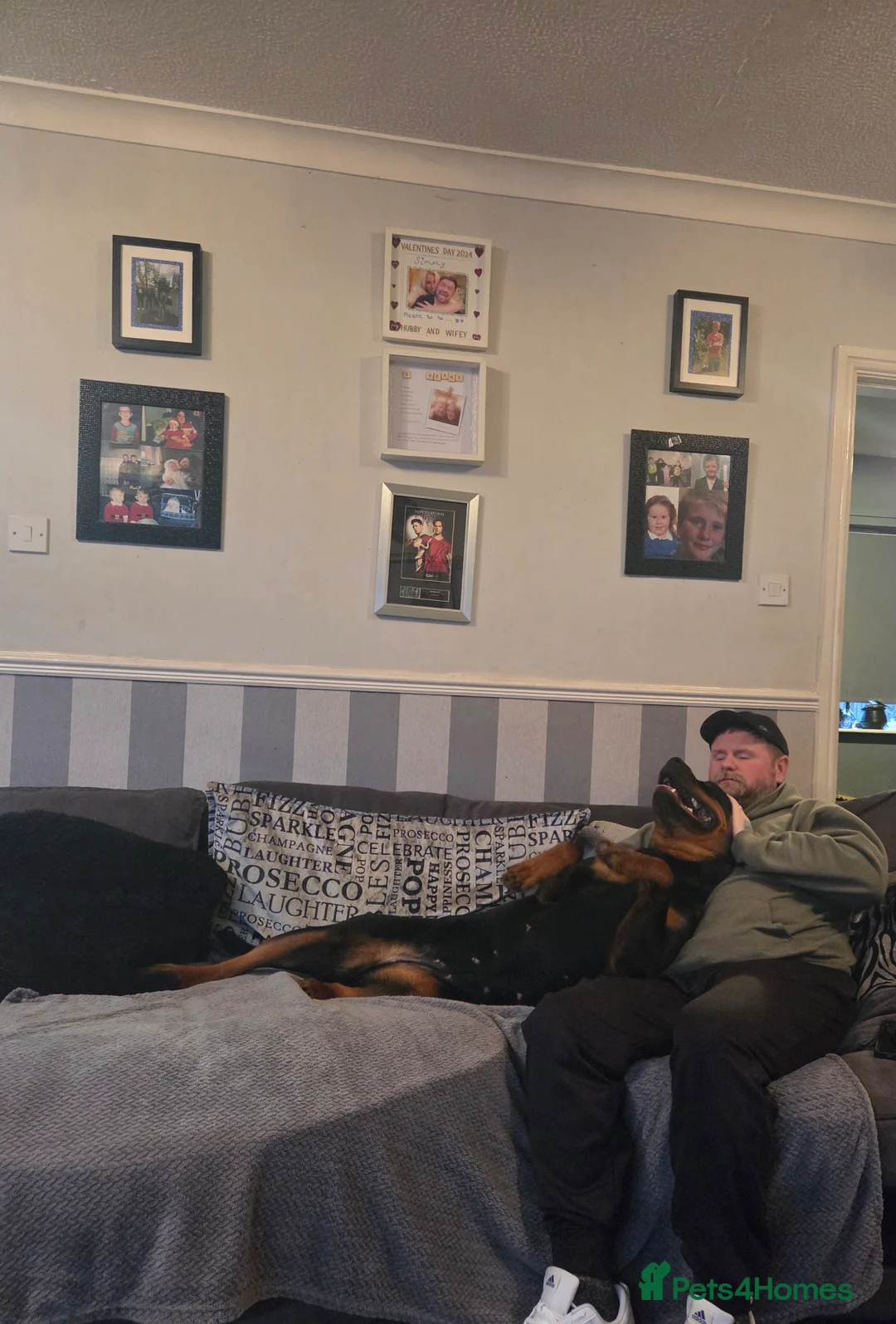 Rottweiler dogs for sale: Stunning ruby  - Advert 9