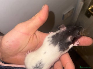 Rat rodents - Advert 3