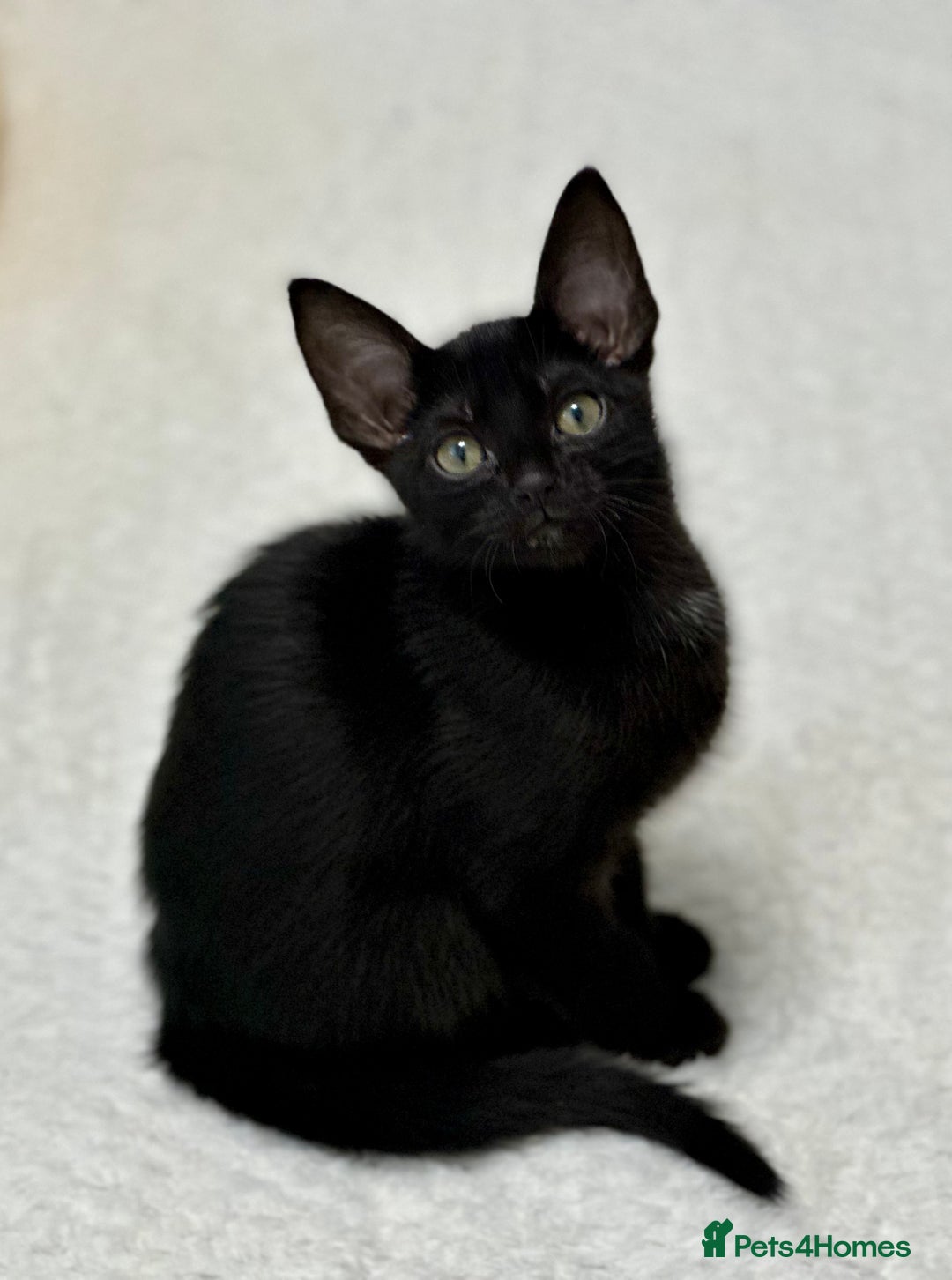 Mixed Breed cats for sale: ✨Cornish Rex Kittens Ready for New Homes Now✨ - Advert 13