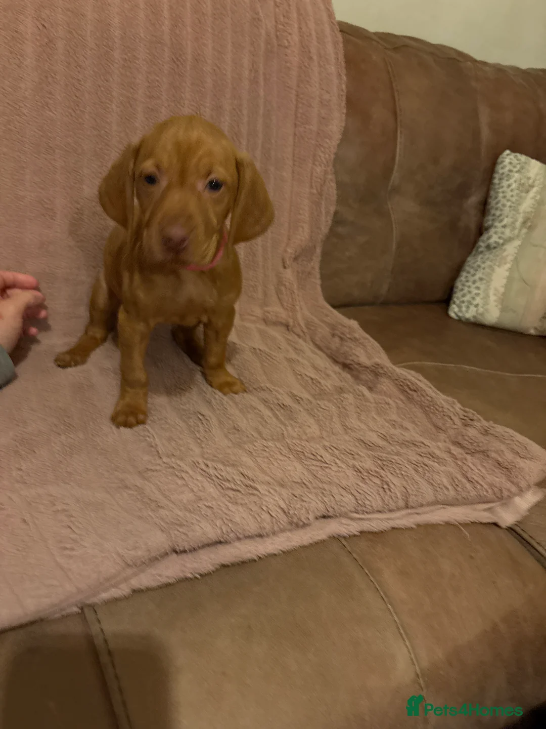 Hungarian Vizsla dogs for sale: Hungarian vizsla pups - Advert 12