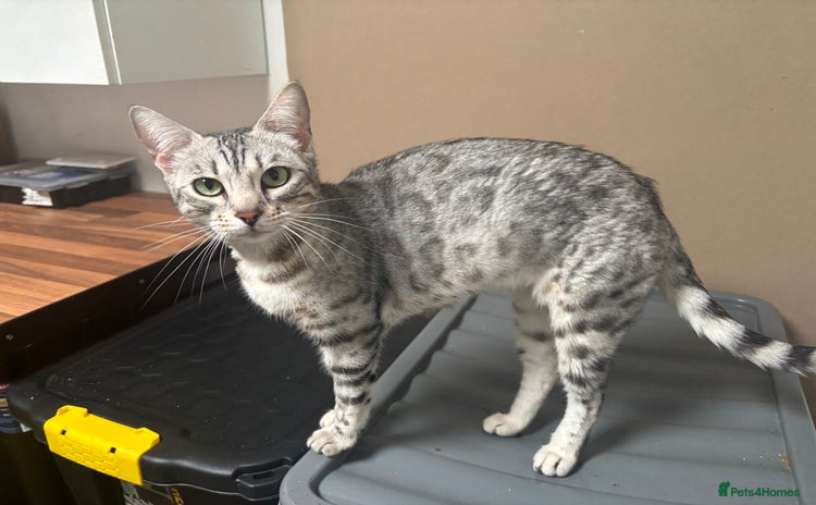 Bengal cats - Advert 11