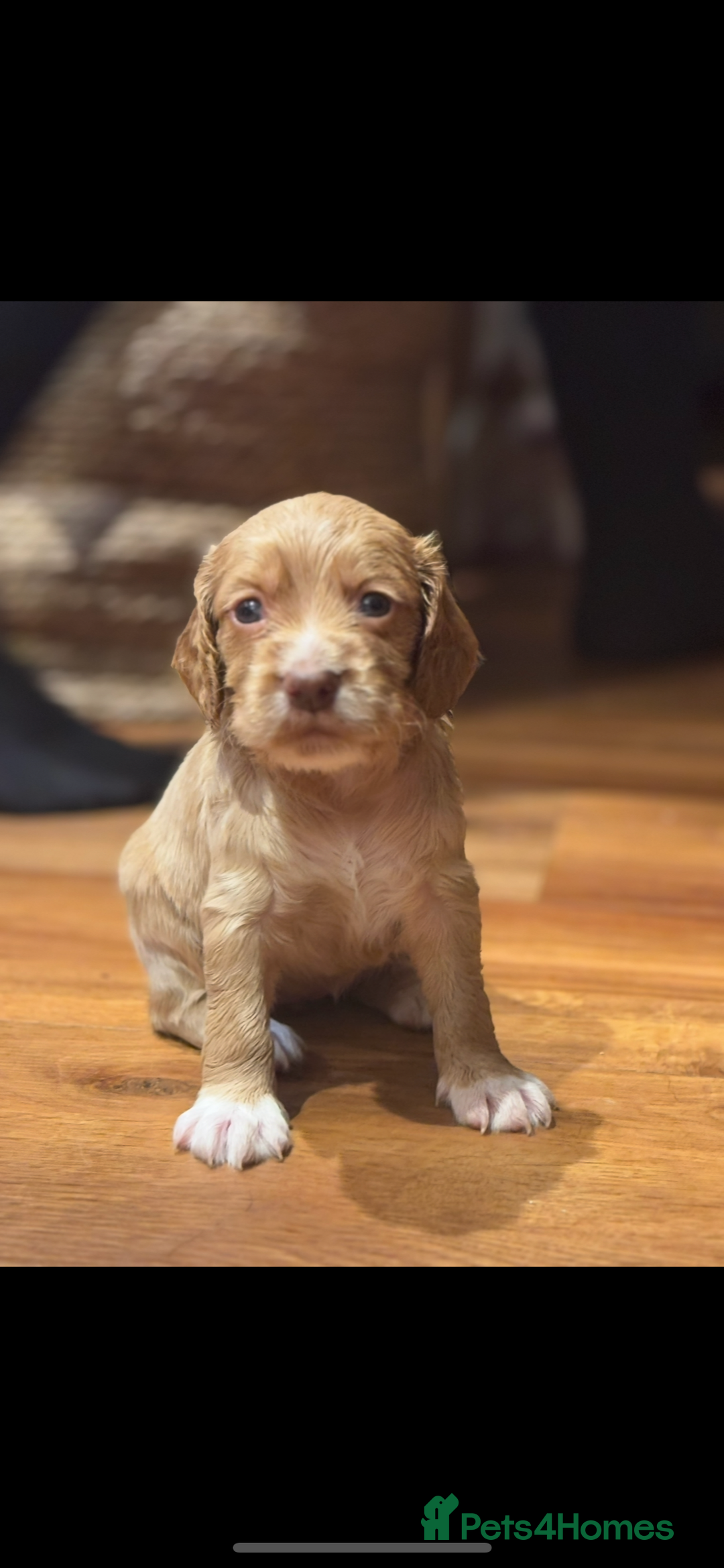 Cocker Spaniel dogs for sale: 5 beautiful working cocker spaniels 3 boys 2 girls - Image 7