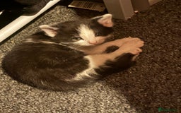 Mixed Breed cats for sale: Mixed breed kittens  - Image 15