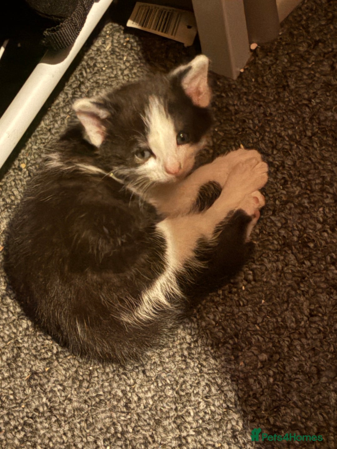 Mixed Breed cats for sale: Mixed breed kittens  - Image 15