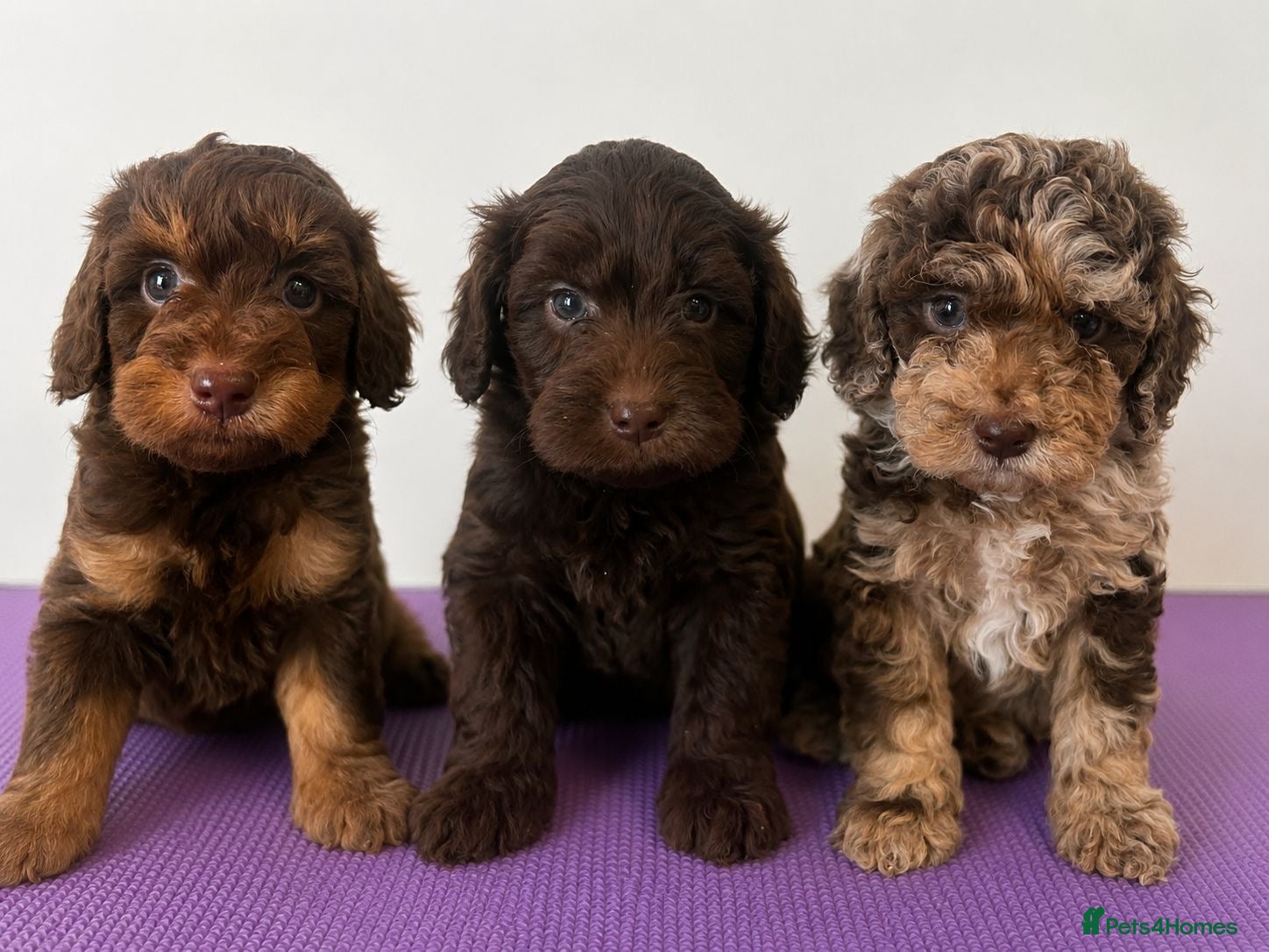 Cockapoo dogs F1b stunning cockapoos  - Advert 1