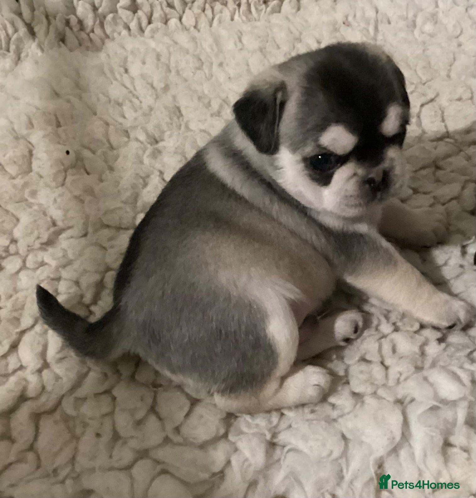 Pug dogs Fluffy teddy bear pugs husky markings KC Reg  - Advert 1