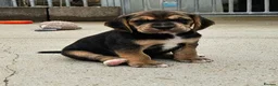 Bocker dogs for sale: Beautiful Bocker Pups - Ready 14.09.26 in Thirsk - Advert 11