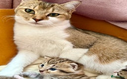 British Shorthair cats for sale: Bella’s Kittens  - Image 1