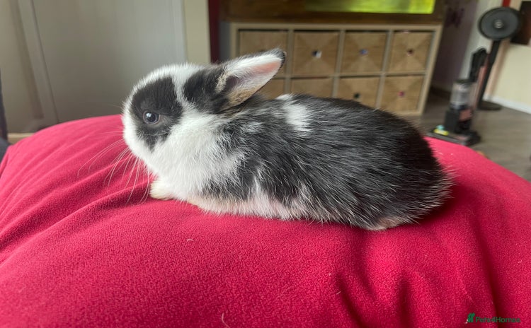 Mini Lop rabbits - Advert 1