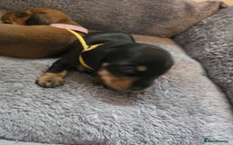 Miniature Dachshund dogs for sale: Miniature Dachshunds Seeking Forever Homes - Image 37