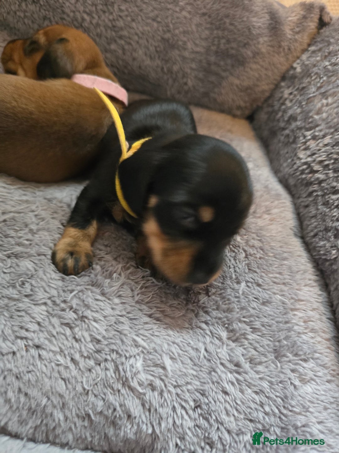 Miniature Dachshund dogs for sale: Miniature Dachshunds Seeking Forever Homes - Image 37