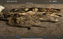 Mixed Breed cats for sale: 2 female kittens  - Image 2
