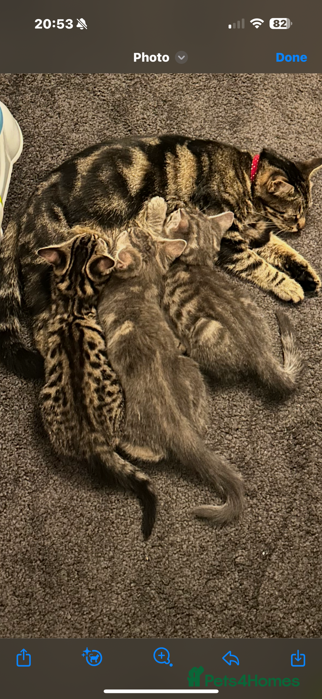 Mixed Breed cats for sale: 2 female kittens  - Image 2