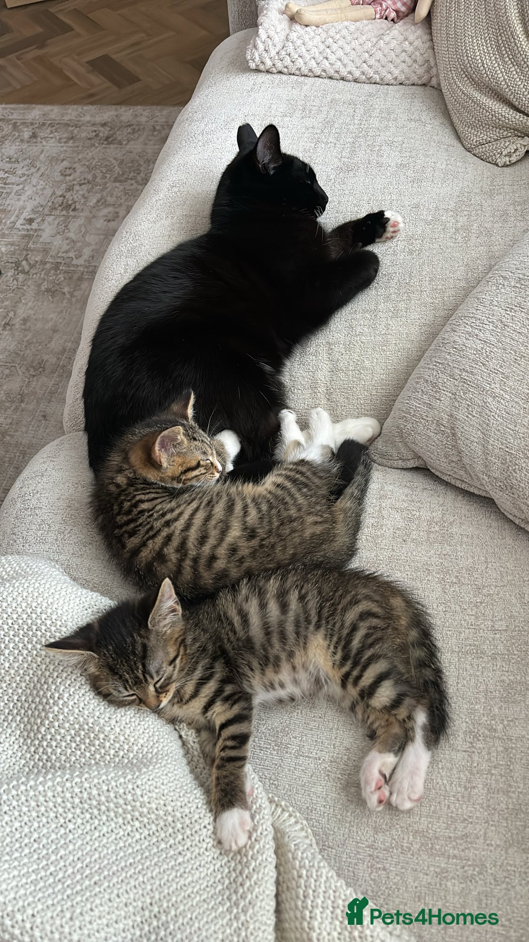 Domestic Shorthair cats for sale: Pair of Domestic shorthair kittens🤍 - Image 2