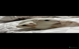 Guinea Pig rodents for sale: Adopting guineea pig - Image 4