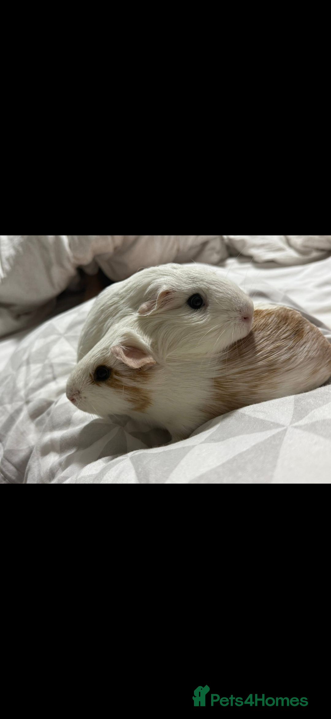 Guinea Pig rodents for sale: Adopting guineea pig - Image 4