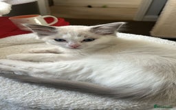 Ragdoll cats for sale: 3 beautiful GCCF Ragdoll Kittens  - Image 10