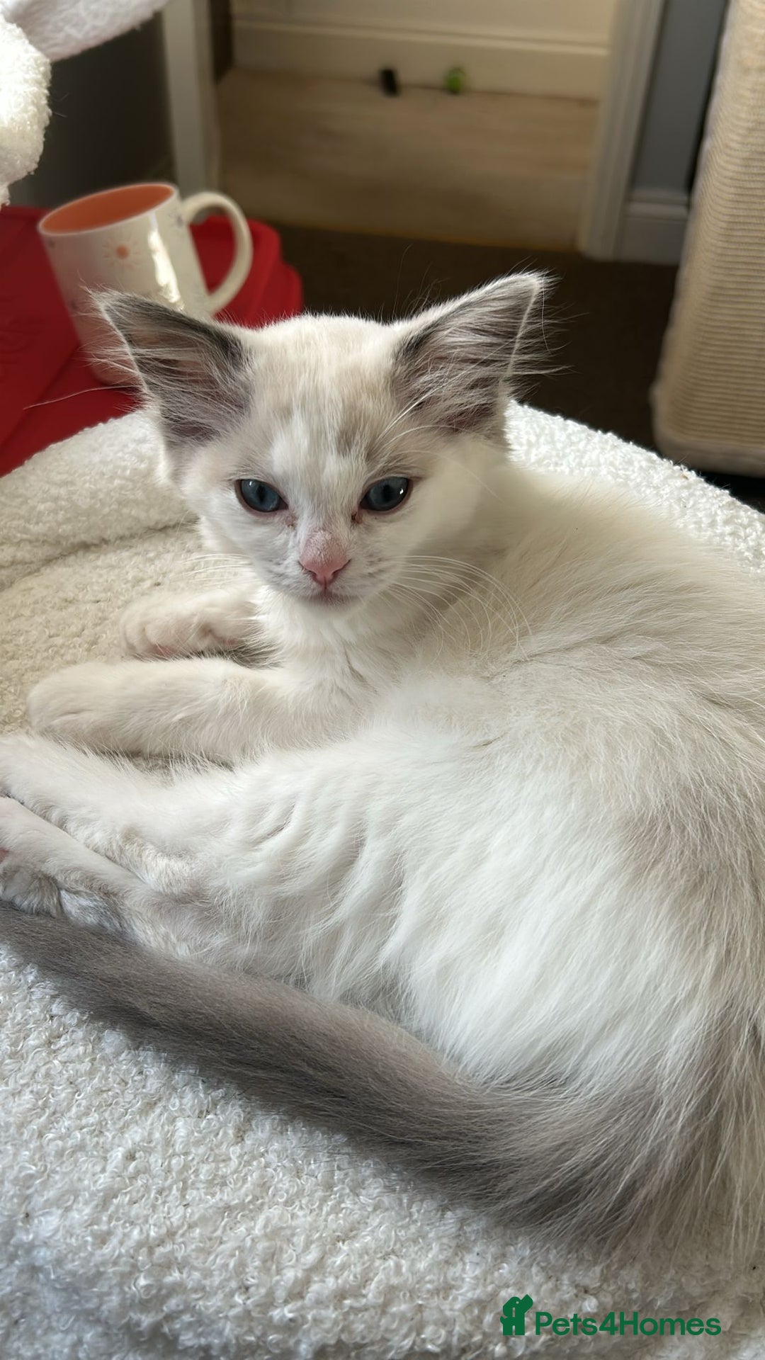 Ragdoll cats for sale: 3 beautiful GCCF Ragdoll Kittens  - Image 10