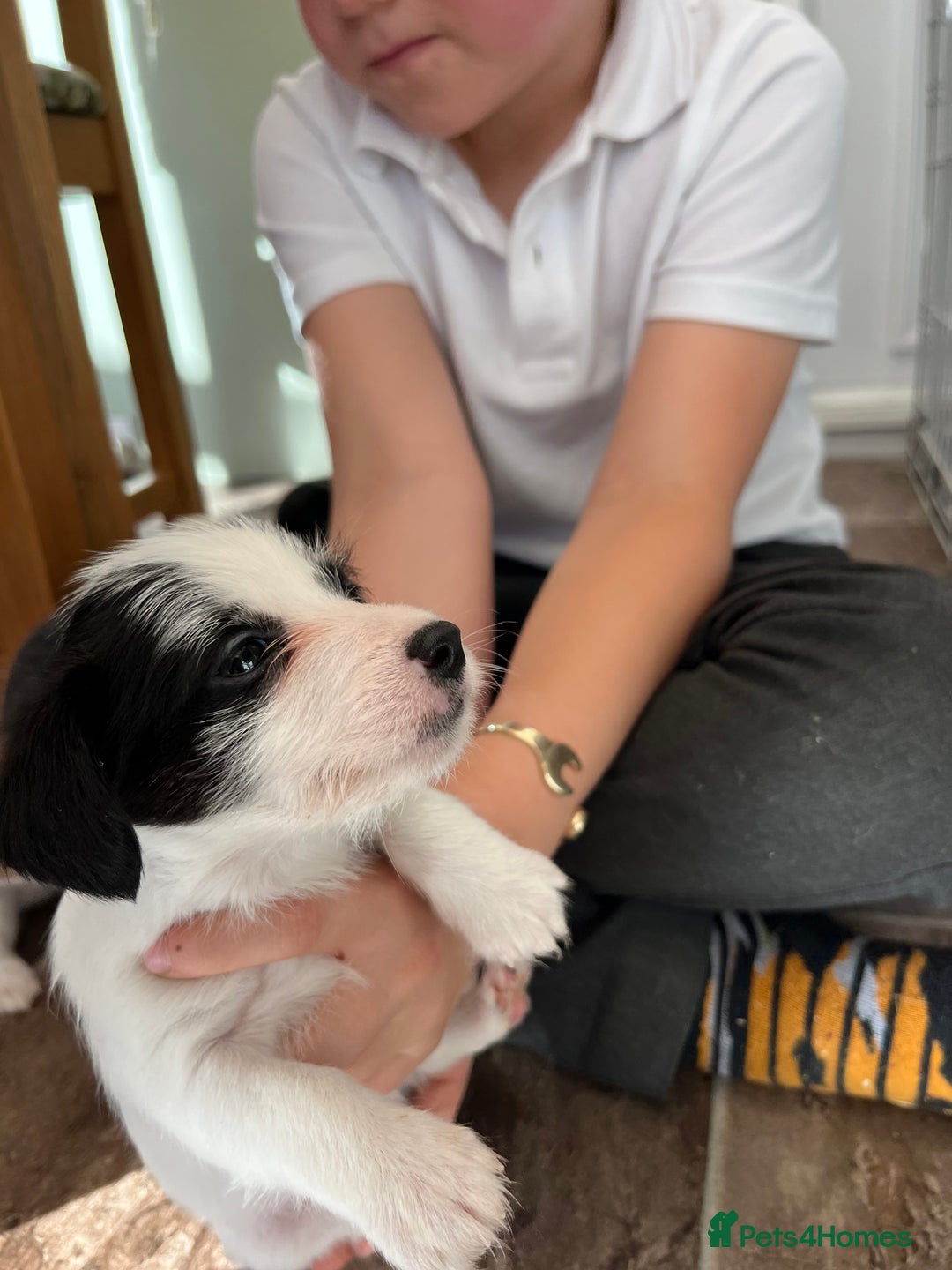Jack Russell dogs for sale: Stunning little boys and girls - Image 29