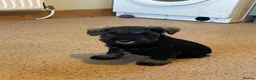 Mixed Breed dogs for sale: Wauzer pups for sale  - Advert 2