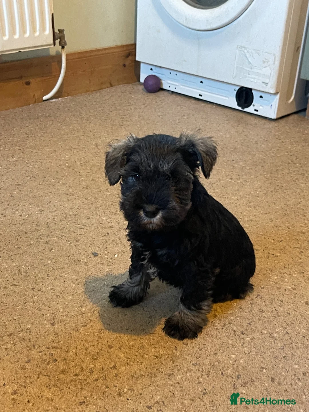 Mixed Breed dogs for sale: Wauzer pups for sale  - Advert 2