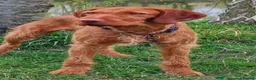 Hungarian Vizsla dogs for sale: Wire haired Hungarian Vizsla pups - Advert 21
