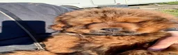 Tibetan Mastiff dogs for sale: World Top calss Tibean Mastiff! Pure blood line  in Lanark - Advert 3