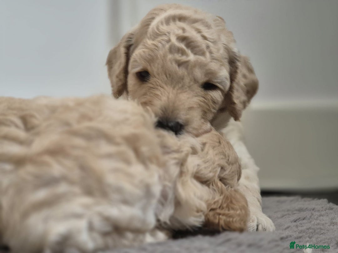 Miniature Poodle dogs for sale: LUXURY Litter of KC Registered Miniature Poodles - Image 9