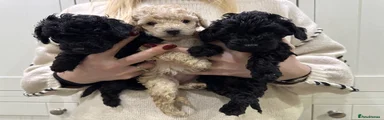 Cockapoo Puppy 3