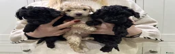 Cockapoo dogs for sale: Gorgeous litter of Cockerpoos - Advert 4