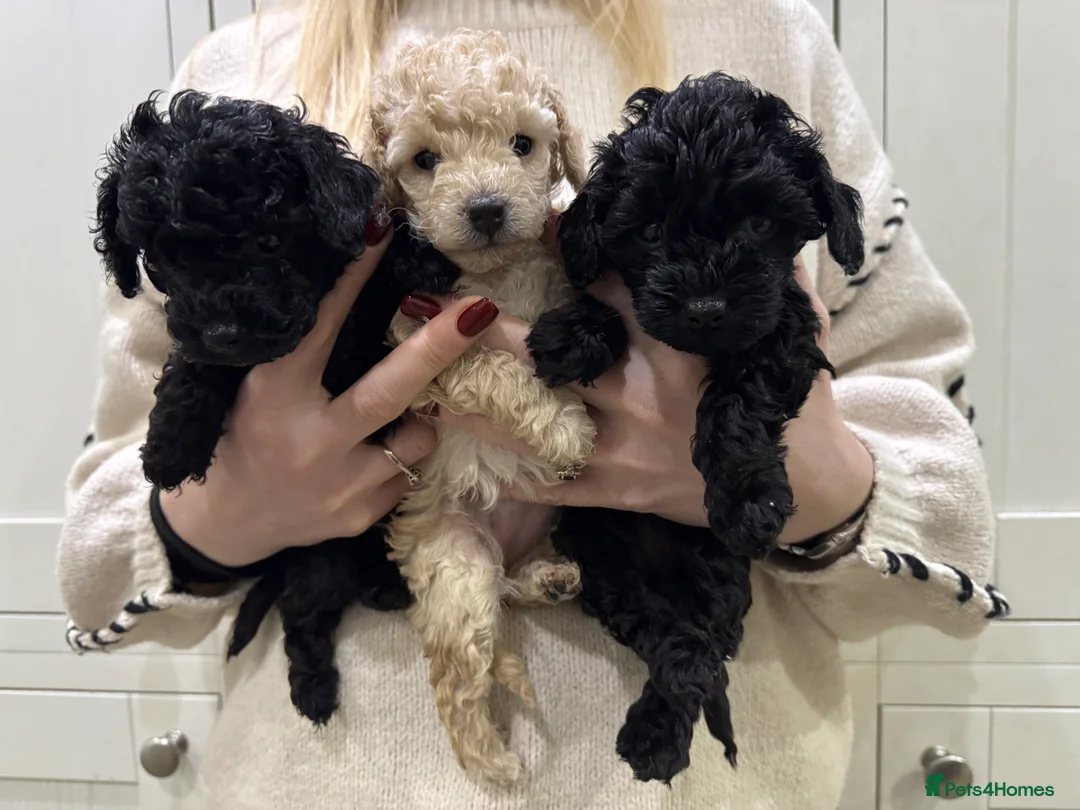 Cockapoo dogs for sale: Gorgeous litter of Cockerpoos - Advert 4