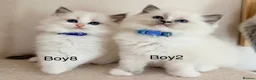 Ragdoll cats for sale: Stunning Champion bloodline TICA Ragdoll kittens - Advert 6