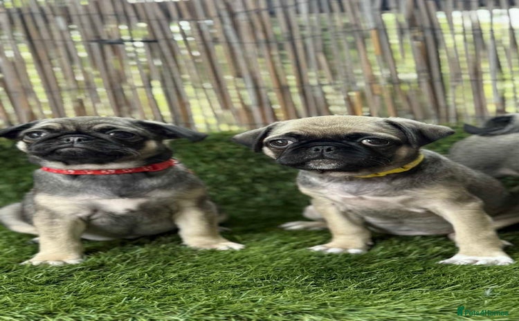 Pug dogs - Advert 1