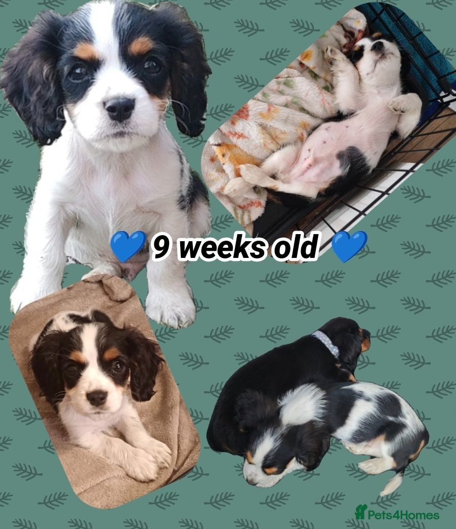 Mixed Breed dogs Last Boy ready now!! Cavalier Mix Breed pups - Advert 1