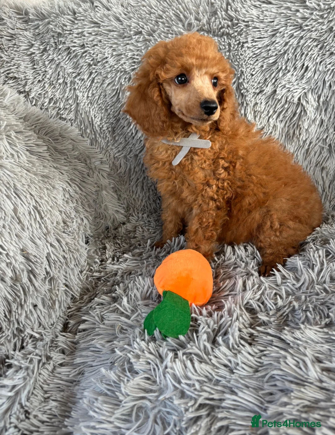 Miniature Poodle dogs for sale: Beautiful kc registered miniature poodles - Advert 7