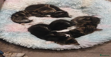 Mixed Breed cats - Advert 10