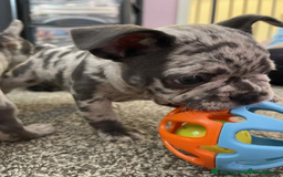 French Bulldog dogs for sale: Charming selection of French Bulldog puppies - Image 7